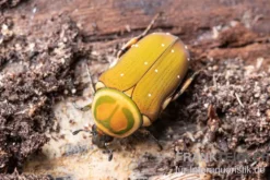 Grüner Mini-Rosenkäfer, Amauroleucocelis lunata