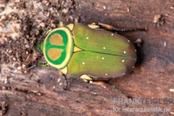 Grüner Mini-Rosenkäfer, Amauroleucocelis lunata