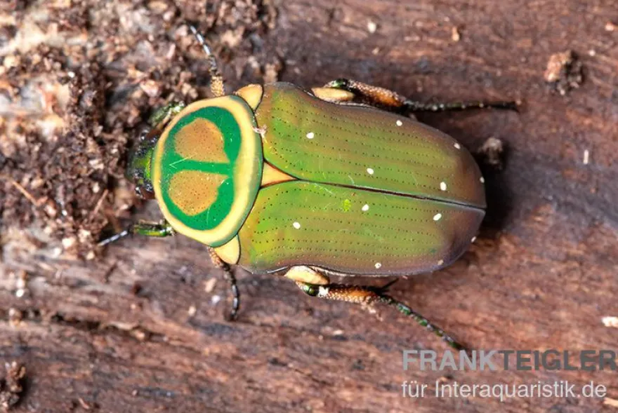 Grüner Mini-Rosenkäfer, Amauroleucocelis lunata