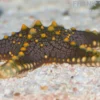 Grüner Noppenseestern, Pentaceraster mammillatus