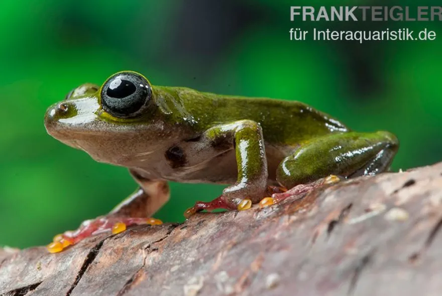 Grüner Riedfrosch, Hyperolius fusciventris