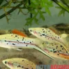 Grüner Schwertträger „Rio Atoyac“, Xiphophorus hellerii