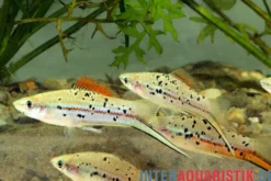 Grüner Schwertträger „Rio Atoyac“, Xiphophorus hellerii