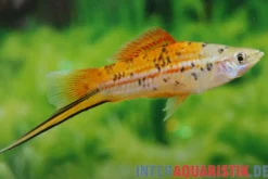 Grüner Schwertträger „Rio Atoyac“, Xiphophorus hellerii