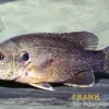 Grüner Sonnenbarsch, Lepomis cyanellus, 8-10 cm (Kaltwasser)