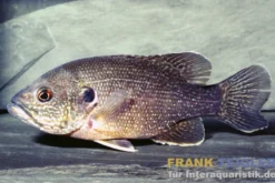 Grüner Sonnenbarsch, Lepomis cyanellus, 8-10 cm (Kaltwasser)