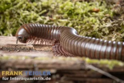Grüner Tausendfüßer, Telodeinopus aoutii