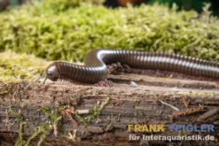 Grüner Tausendfüßer, Telodeinopus aoutii