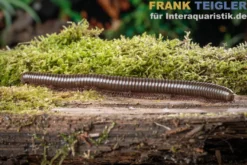Grüner Tausendfüßer, Telodeinopus aoutii