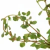 Grüne rundblättrige Rotala, Rotala rotundifolia green, In Vitro