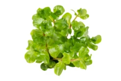 Grüne rundblättrige Rotala, Rotala rotundifolia green, In Vitro
