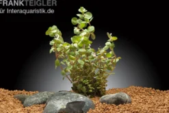 Grüne rundblättrige Rotala, Rotala rotundifolia green, In Vitro
