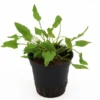 Grüner Wasserkelch, Cryptocoryne wendtii "Green", im Topf