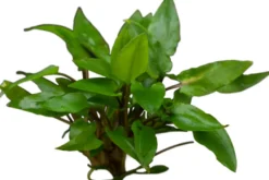 Grüner Wasserkelch, Cryptocoryne wendtii "Green", im Topf