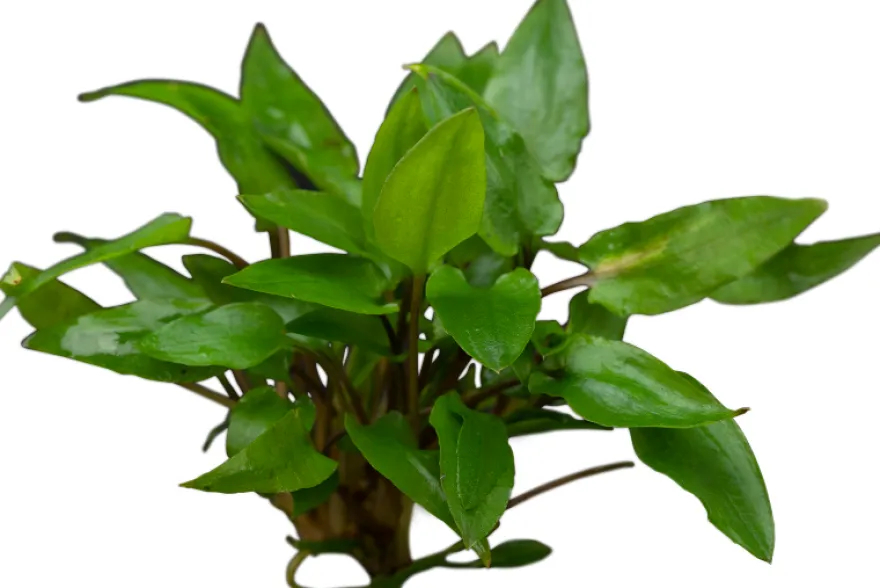 Grüner Wasserkelch, Cryptocoryne wendtii "Green", im Topf