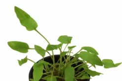 Grüner Wasserkelch, Cryptocoryne wendtii