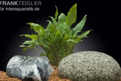 Grüner Wasserkelch, Cryptocoryne wendtii "Green", XL-Topf, Mutterpflanze