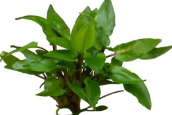 Grüner Wasserkelch, Cryptocoryne wendtii "Green", XL-Topf, Mutterpflanze