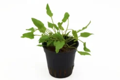 Grüner Wasserkelch, Cryptocoryne wendtii