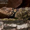 Grüner Wasserleguan, Plica plica