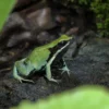 Grünes Buntfröschchen, Mantella viridis