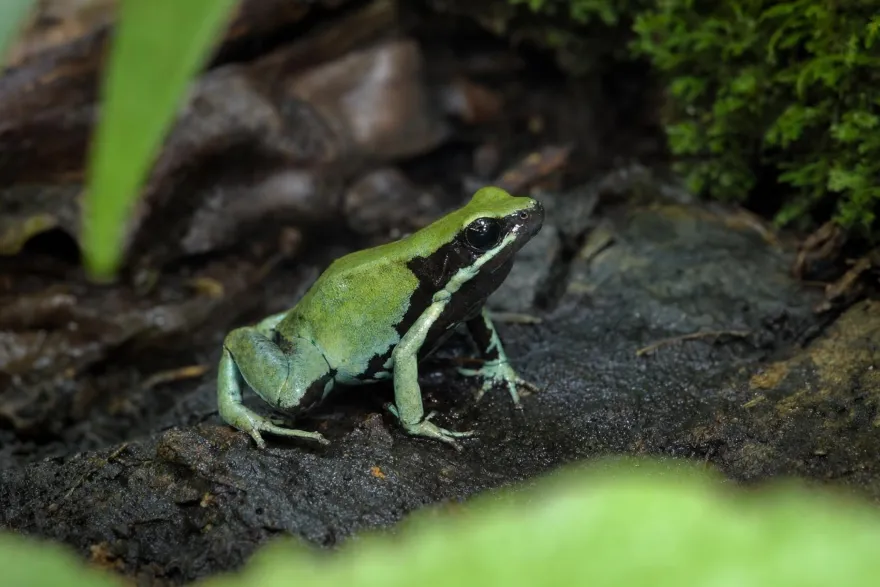 Grünes Buntfröschchen, Mantella viridis