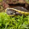 Grüne Spitzkopfschildkröte, Elseya branderhorsti