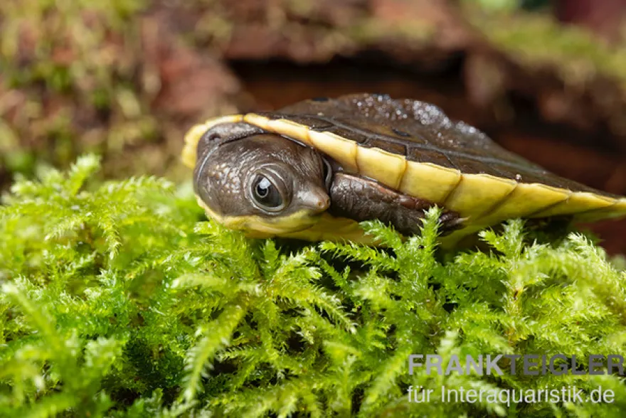 Grüne Spitzkopfschildkröte, Elseya branderhorsti