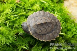 Grüne Spitzkopfschildkröte, Elseya branderhorsti