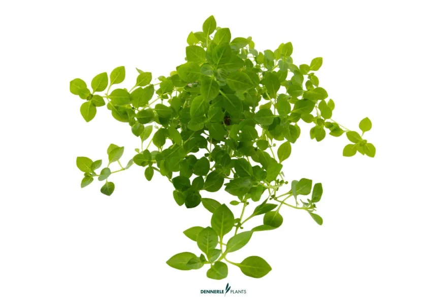 Grünes Sumpf-Ludwigkraut, Ludwigia palustris Green, im Topf