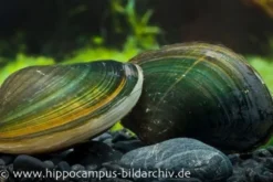 Grüne Thaimuschel, Uniandra contradens