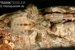 Grüne Trinidad-Vogelspinne, Psalmopoeus cambridgei, Spiderling 3/4''