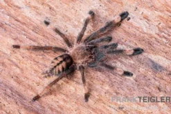 Grüne Trinidad-Vogelspinne, Psalmopoeus cambridgei, Spiderling 3/4''