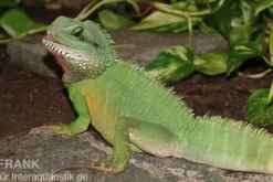 Grüne Wasseragame, Physignathus cocincinus, Zufällig ausgewählt