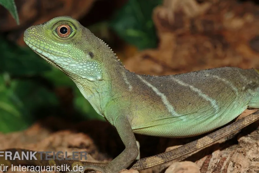 Grüne Wasseragame, Physignathus cocincinus, Zufällig ausgewählt