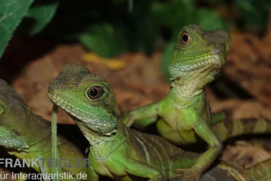 Grüne Wasseragame, Physignathus cocincinus, Zufällig ausgewählt