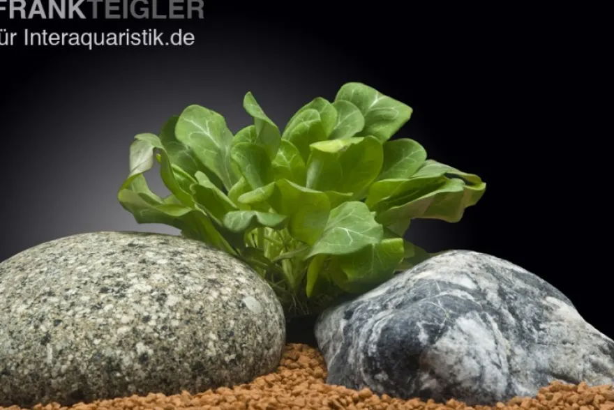 Grüne Wasserrose, Samolus parviflorus, im Topf