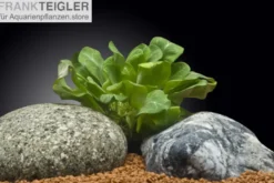 Grüne Wasserrose, Samolus parviflorus, im Topf