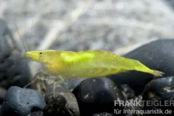 Grüne Zwerggarnele, Neocaridina babaulti
