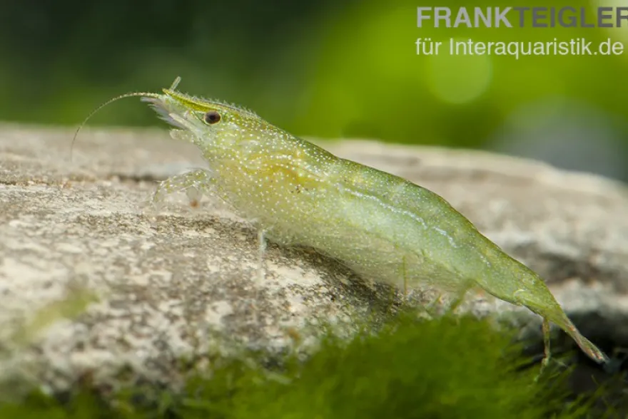 Grüne Zwerggarnele, Neocaridina babaulti