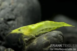 Grüne Zwerggarnele, Neocaridina babaulti