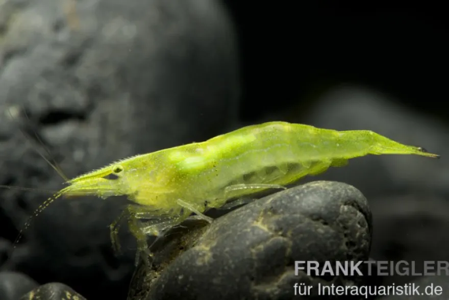 Grüne Zwerggarnele, Neocaridina babaulti