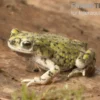 Grüne Zwergkröte, Bufo debilis