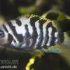 Grünflossenbuntbarsch, Cichlasoma nigrofasciatum (Amatitlania nigrofasciata)