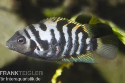 Grünflossenbuntbarsch, Cichlasoma nigrofasciatum (Amatitlania nigrofasciata)