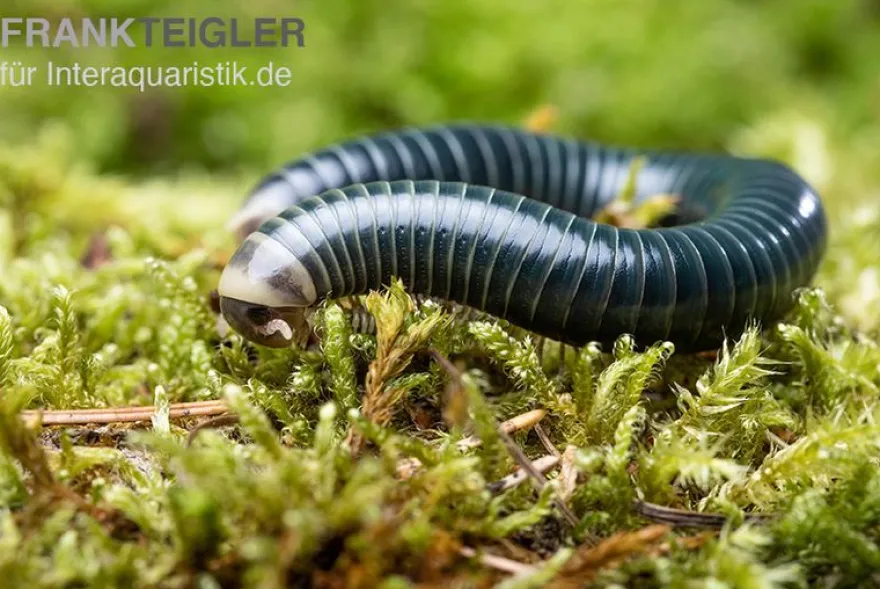 Grüngelber Tausendfüßer, Aulacobolus sp. „Green-Yellow“