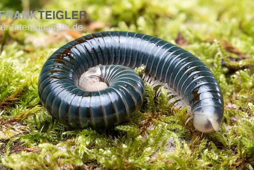 Grüngelber Tausendfüßer, Aulacobolus sp. „Green-Yellow“