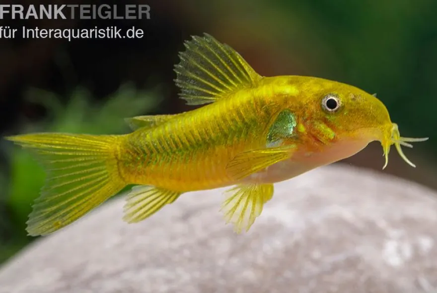 Grüngestreifter Panzerwels, Corydoras venazuelanus "Green stripe" CW09