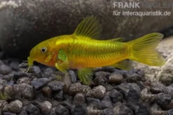 Grüngestreifter Panzerwels, Corydoras venazuelanus "Green stripe" CW09