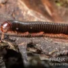 Grün gestreifter Rotfuß-Milipede, Spirostreptus sp. Red Legged Nigeria